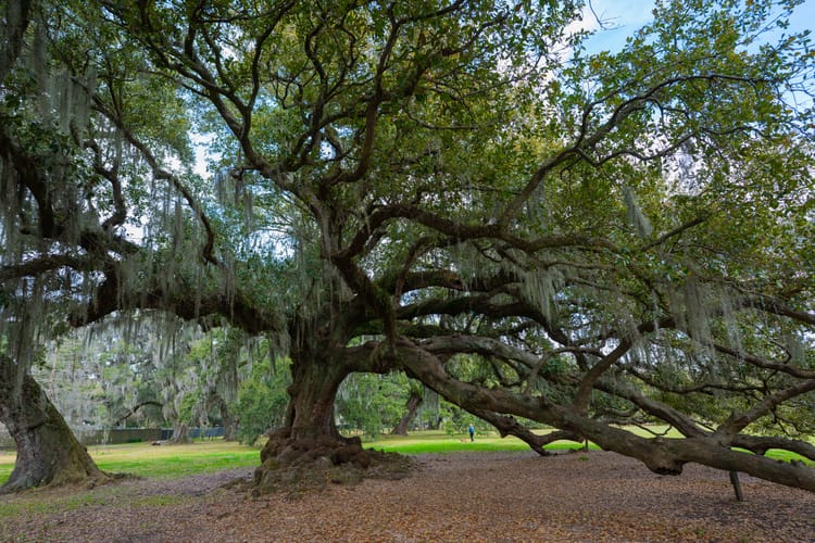 Fontainebleau State Park