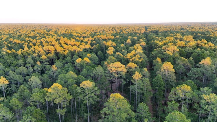 Blackwater River State Park